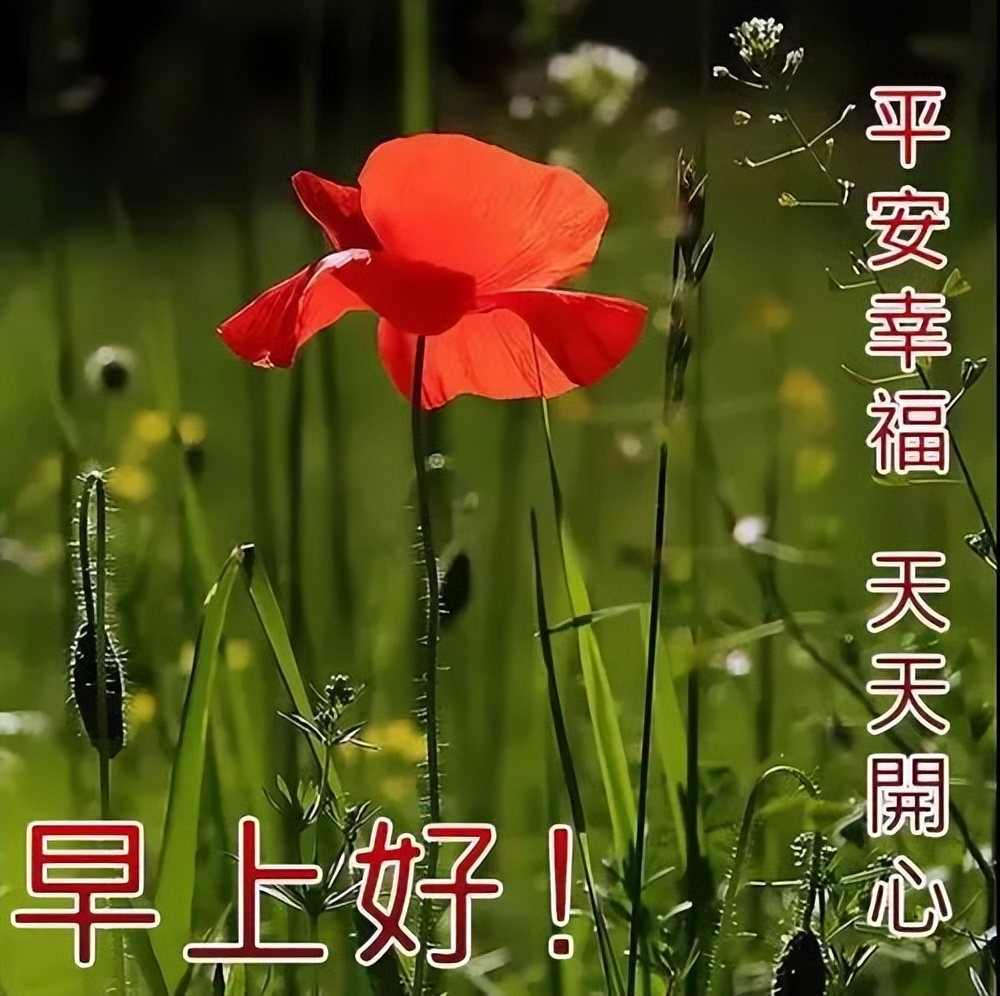 微信很火的早上好问候语阳光图片,早上好微信祝福图片大全