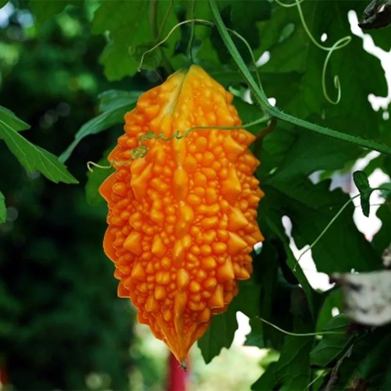 金铃儿在前期小时候的样子,金铃子故事