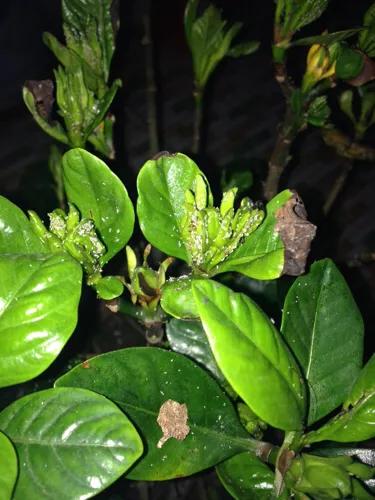 栀子花有虫子怎么去除,栀子花为什么爱生虫子