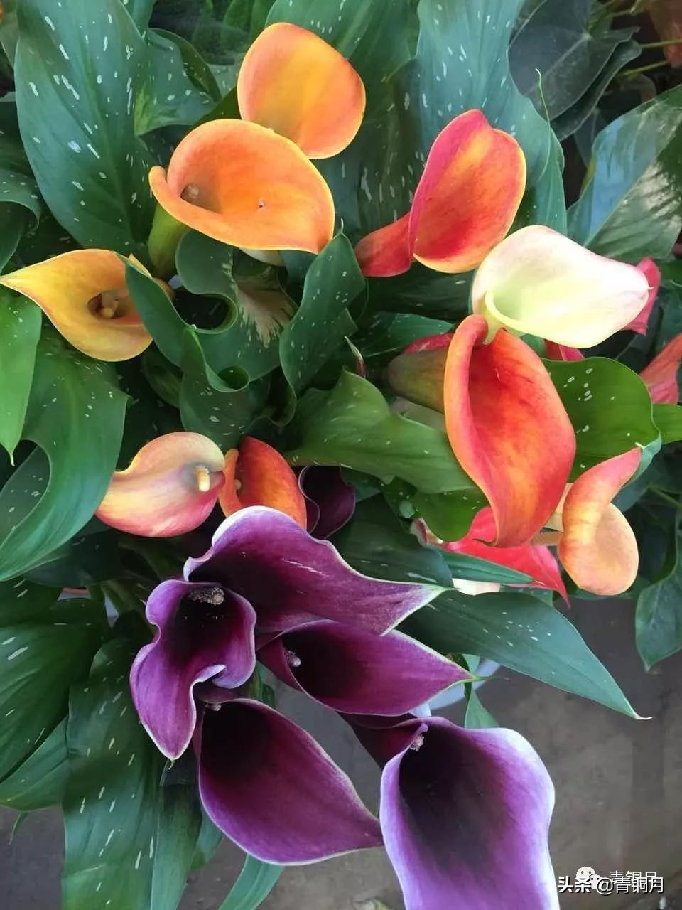 第15课窦跃生散文诗《砖头的艺术》（10万+课程老师讲义）