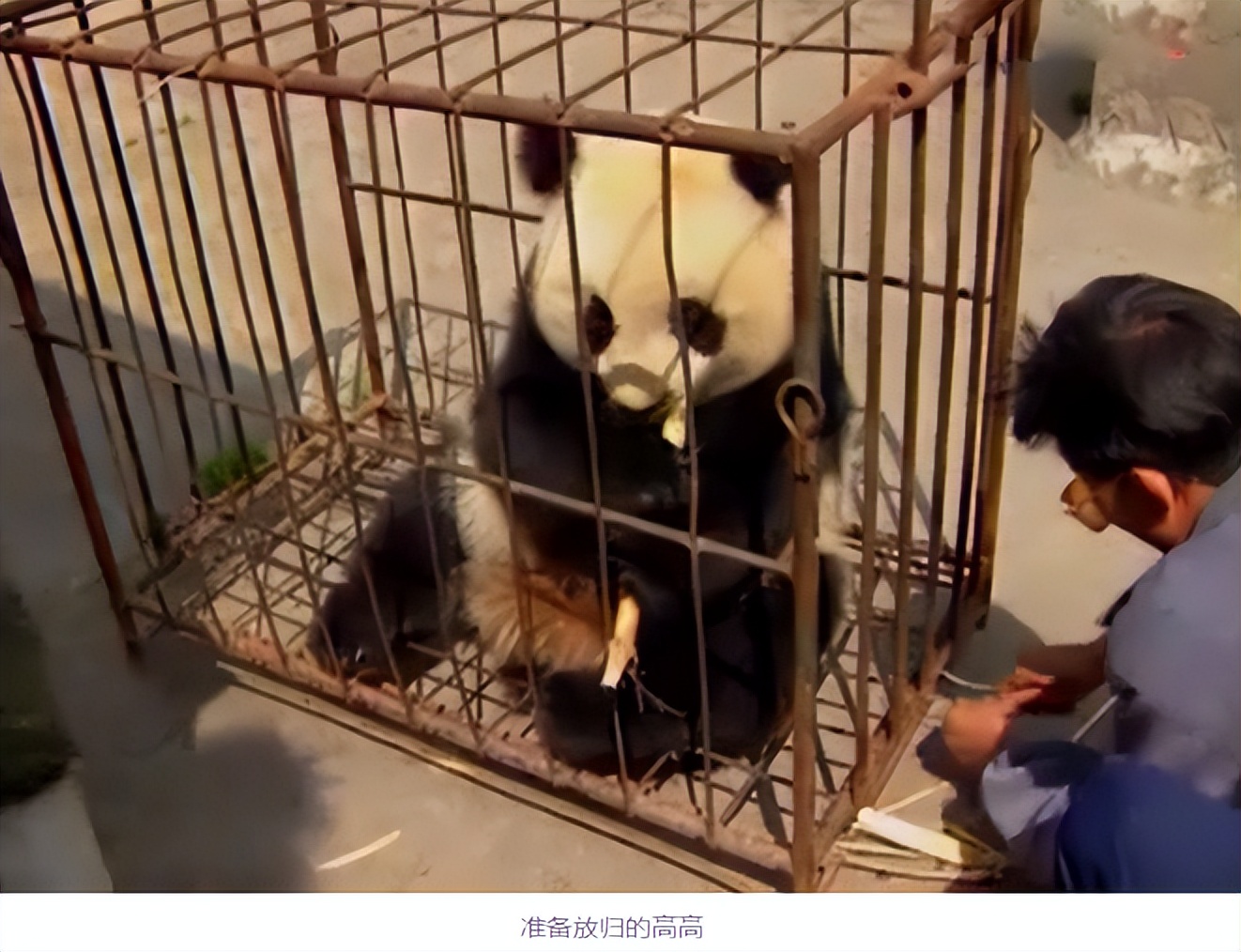 大熊猫高高成长,野生大熊猫高高学爬树