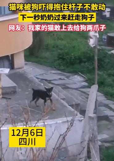 猫拉粑粑拉不出来不吃东西,猫老是叫还到处拉尿怎么办