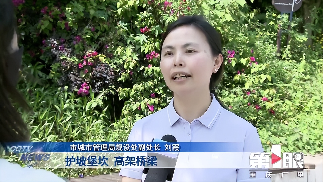 期待已久的三角梅绚丽多彩,街边的红紫三角梅艳丽开放