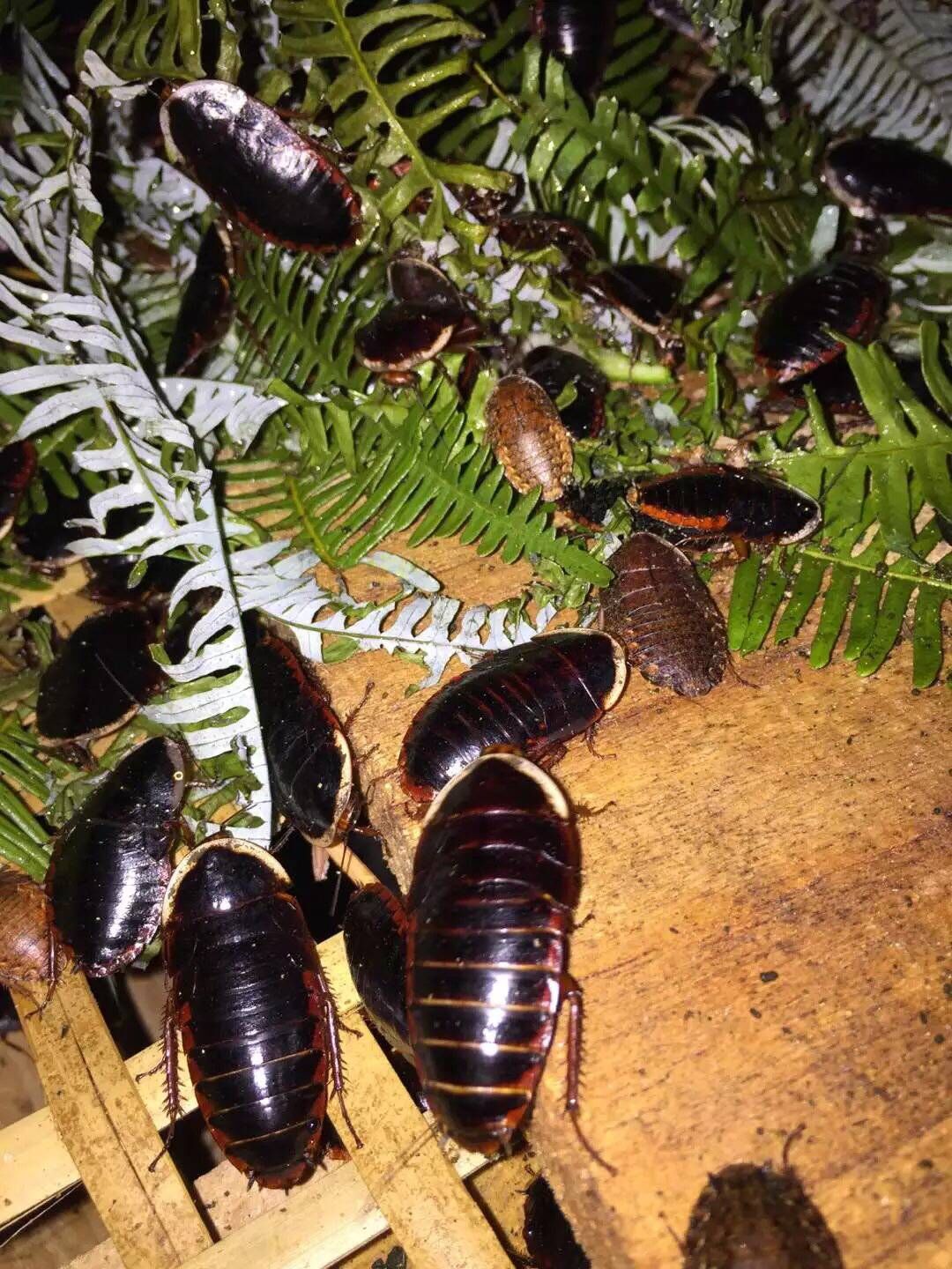 山沟沟野生乌龟,农村野生石龟