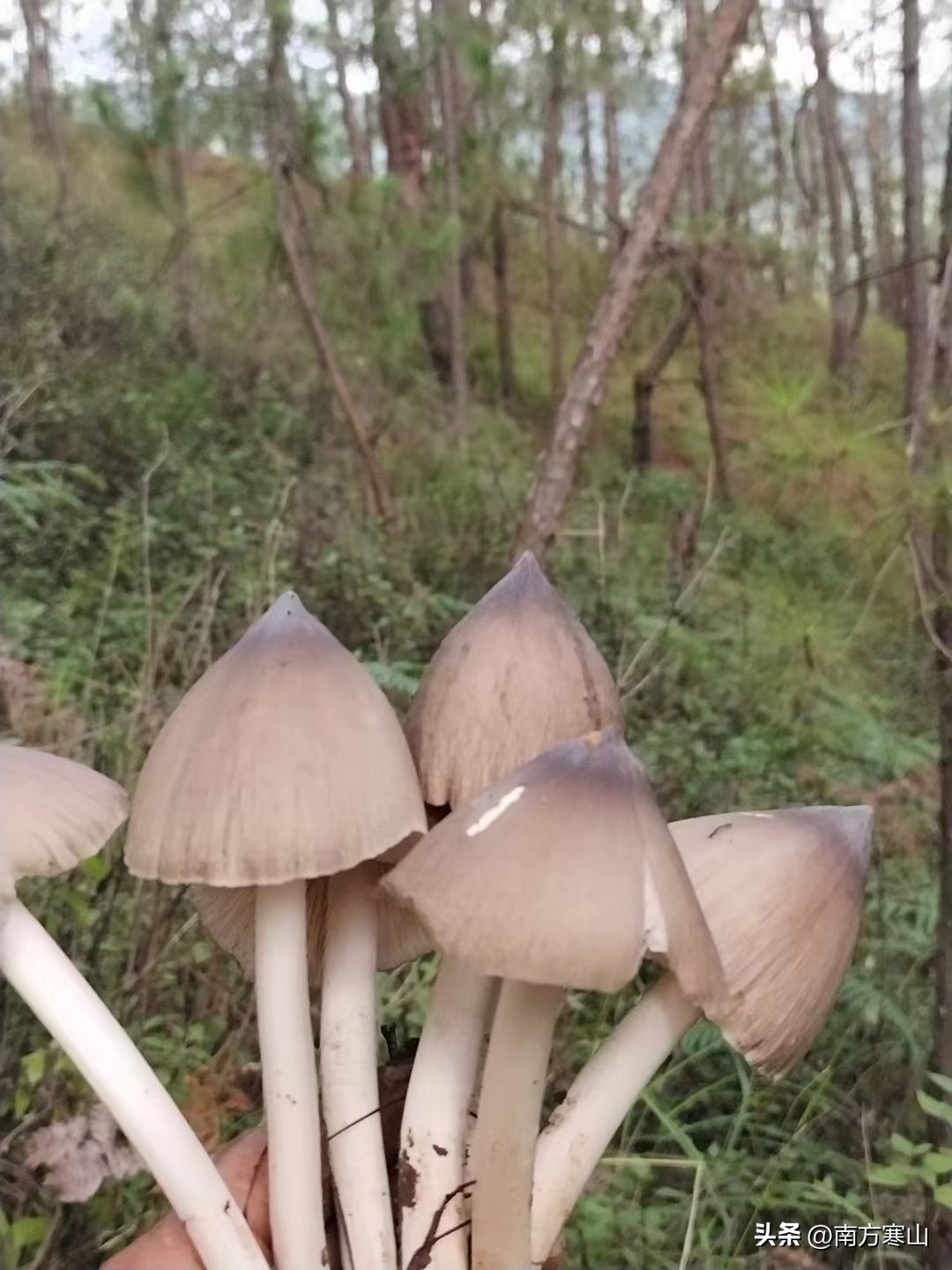 云南野生菌致幻品种,云南野生菌诗句