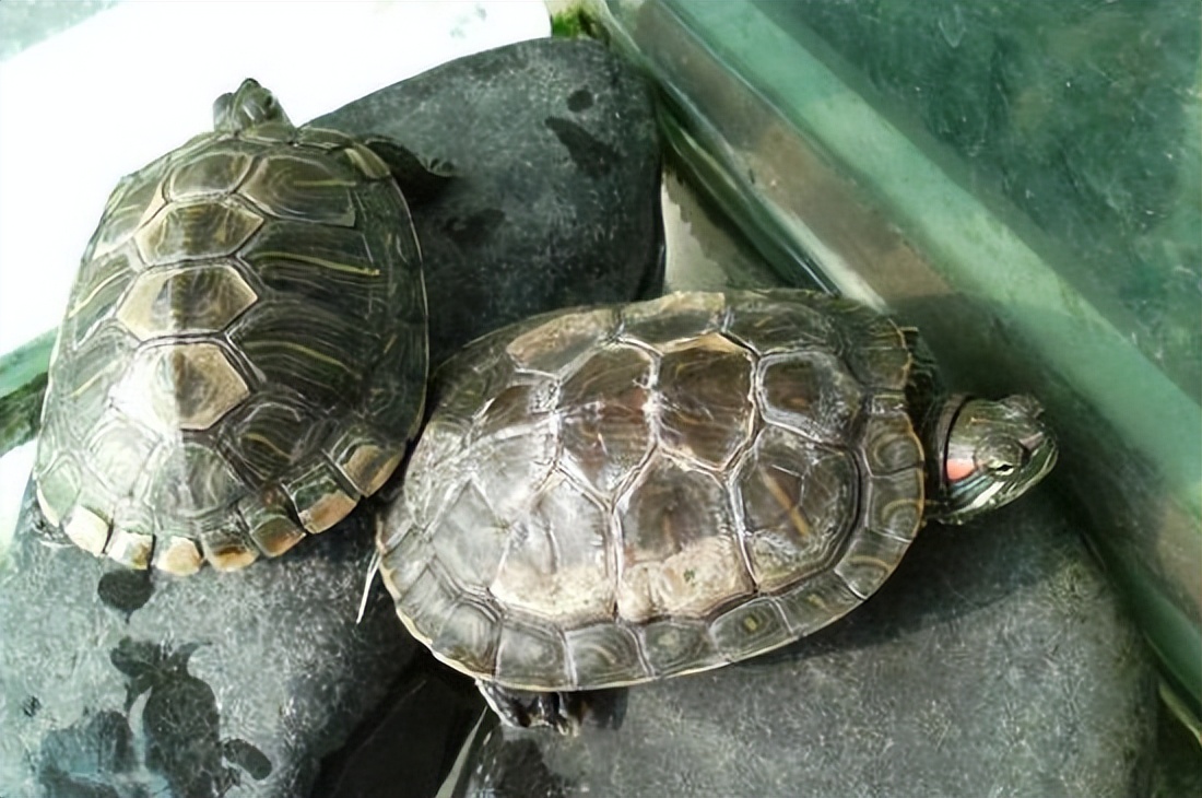 鳄龟身上的绿毛怎么清理,小鳄龟长绿毛是怎么回事