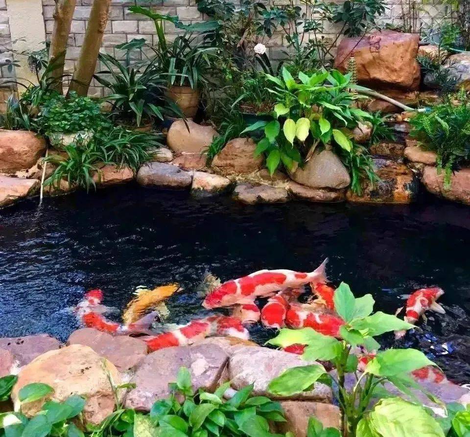 自己养的锦鲤长得慢,缸养锦鲤鱼为什么长得慢