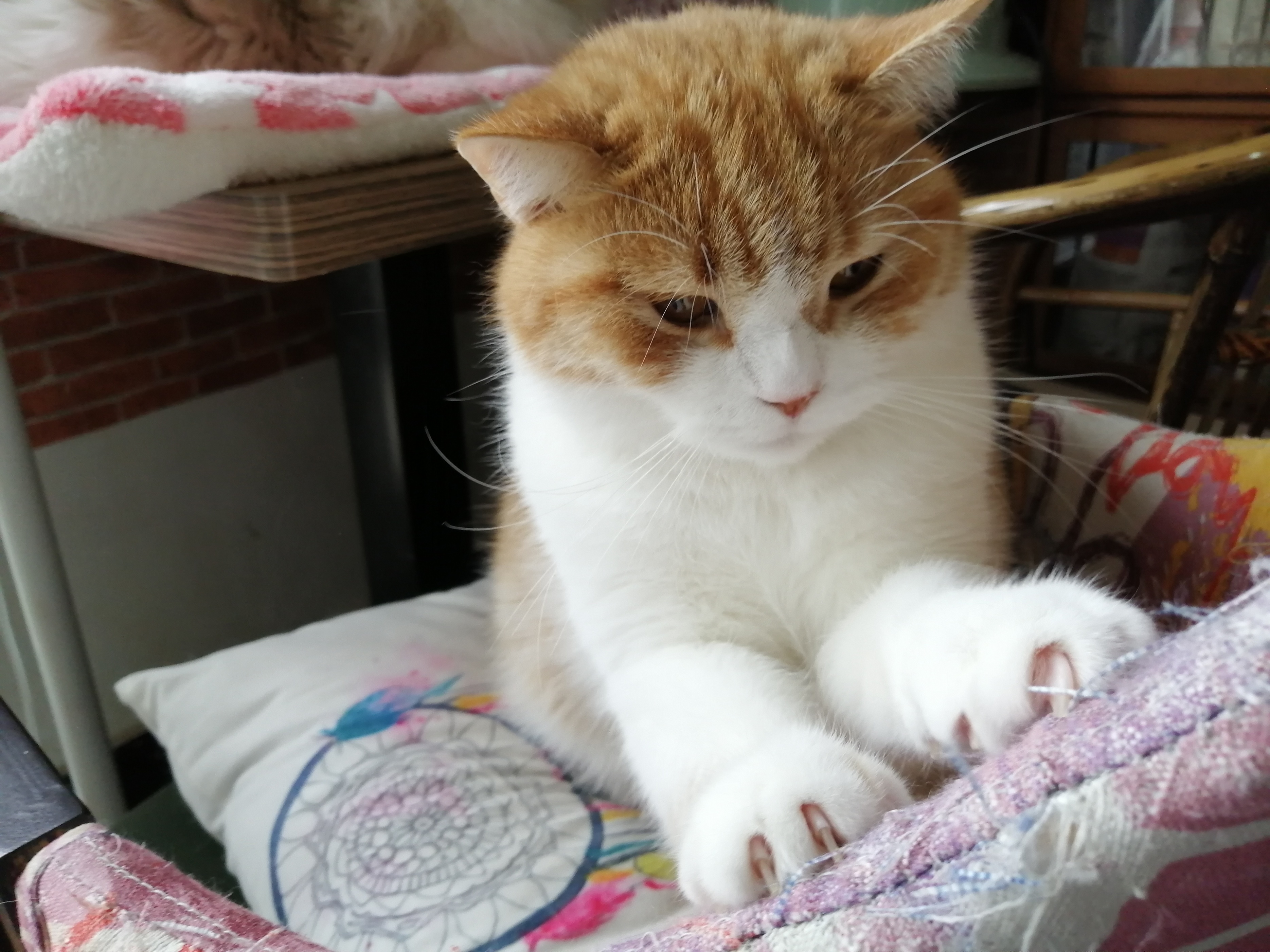 怎样调教小猫咪不咬人,猫咪到处乱尿怎么调教