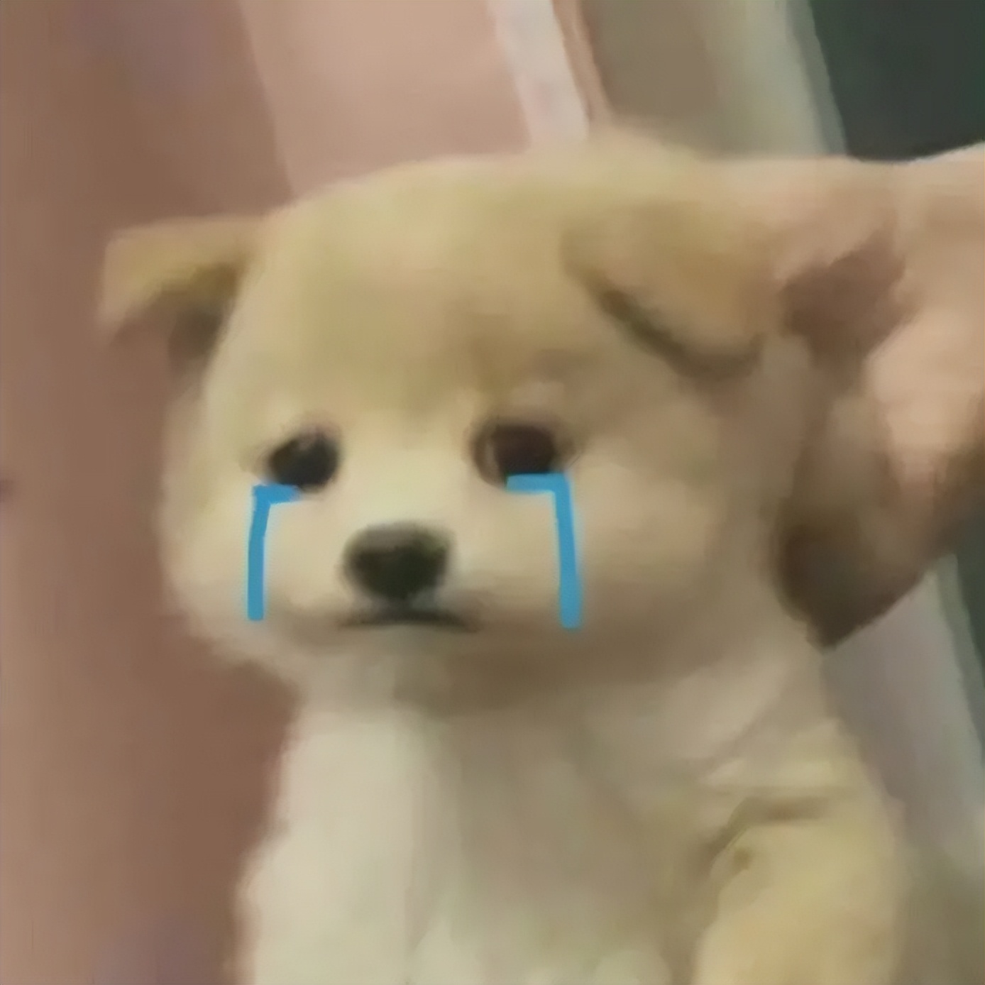 有哪些沙雕的句子文案,吃货沙雕又可爱的朋友圈文案