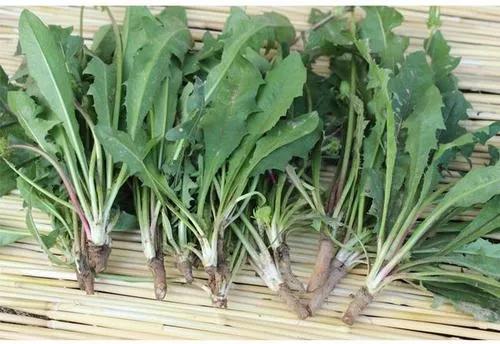 自制护肝蒲公英茶,蒲公英养肝茶饮配方大全