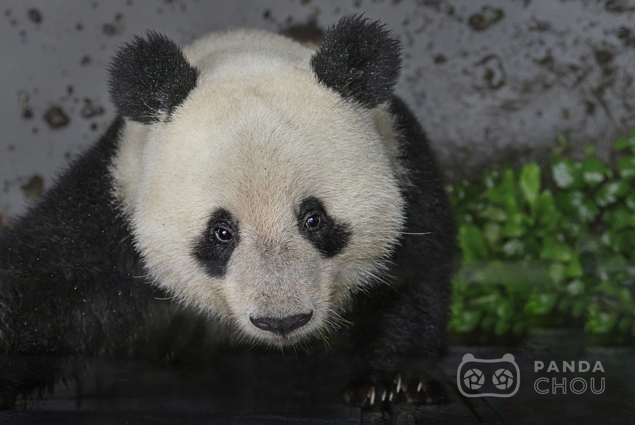 8个小时，他为“香香”按下了2000多次快门