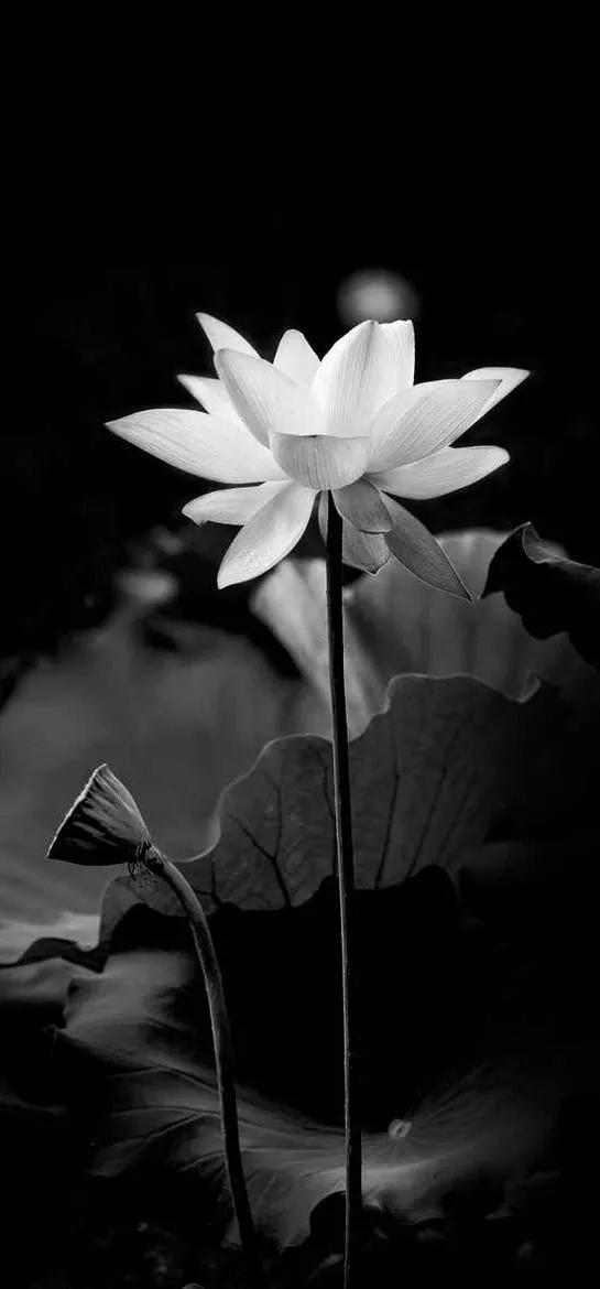 黑白花朵壁纸超清,全屏花朵壁纸无水印黑白