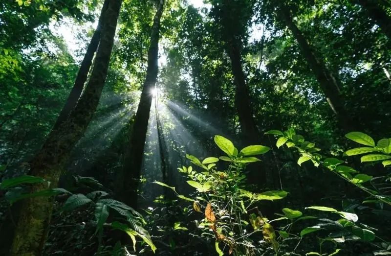 西双版纳美景如画人间仙境,分享云南魅力西双版纳美景