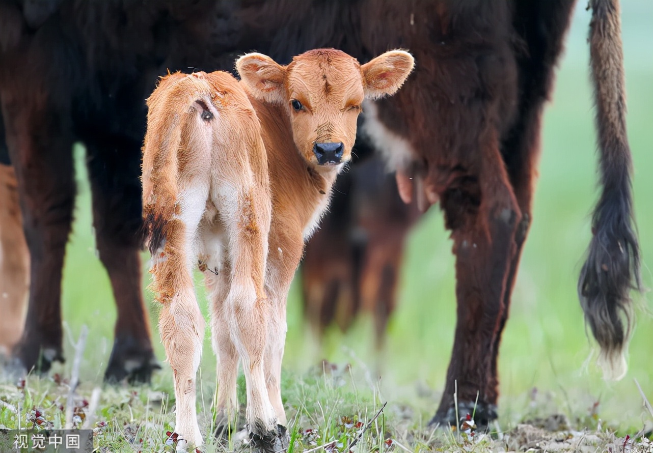 犊牛拉稀腹泻解决办法,犊牛腹泻的原因及解决办法