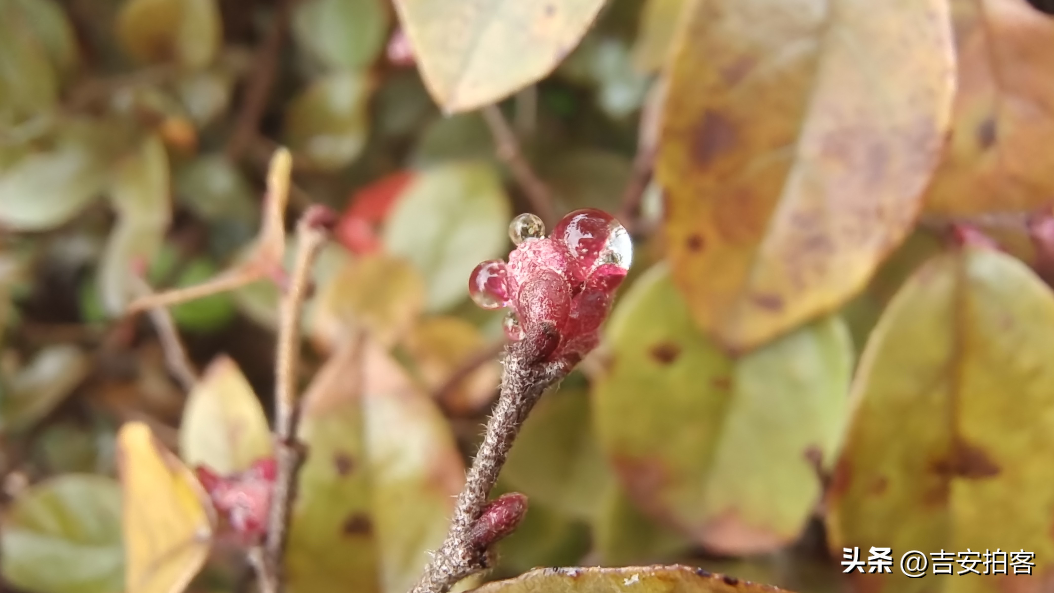 春雨滋润下的红花檵木