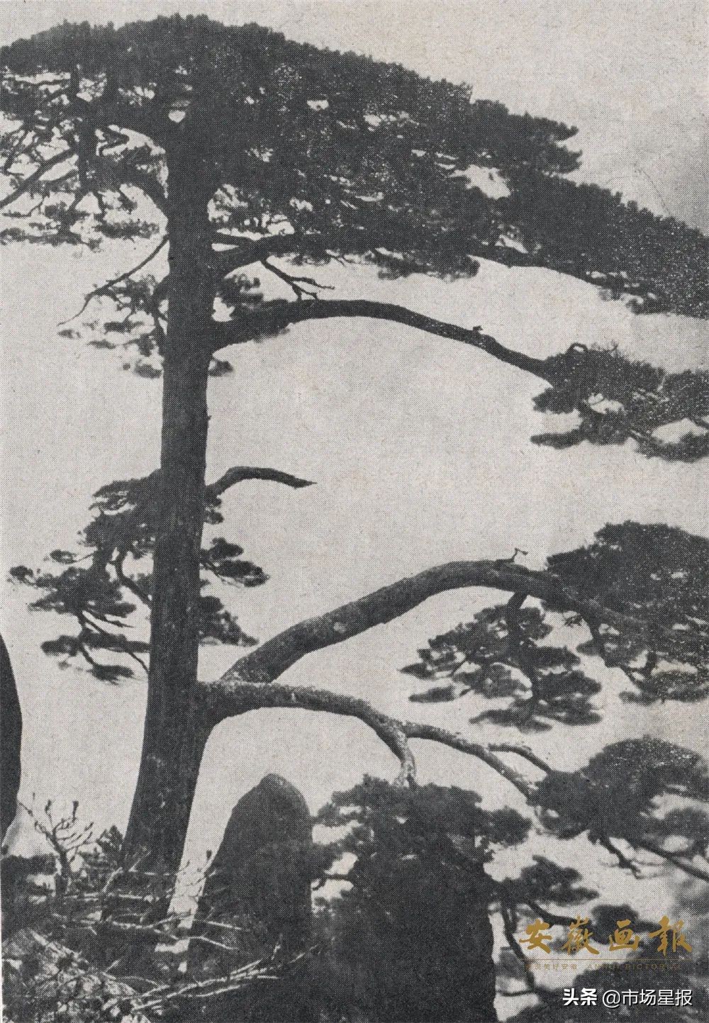 黄山迎客松守松人胡晓春,胡晓春黄山迎客松的守护者