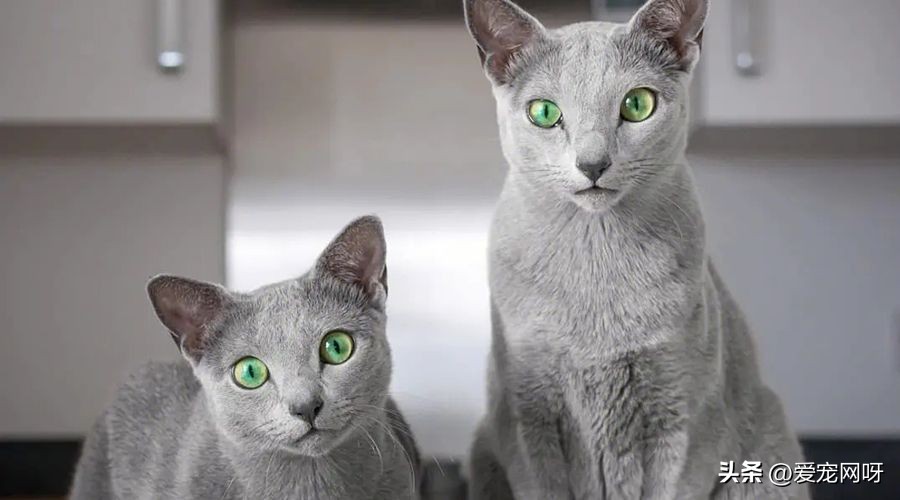 玳瑁猫咪是什么品种,猫咪品种大全及图片