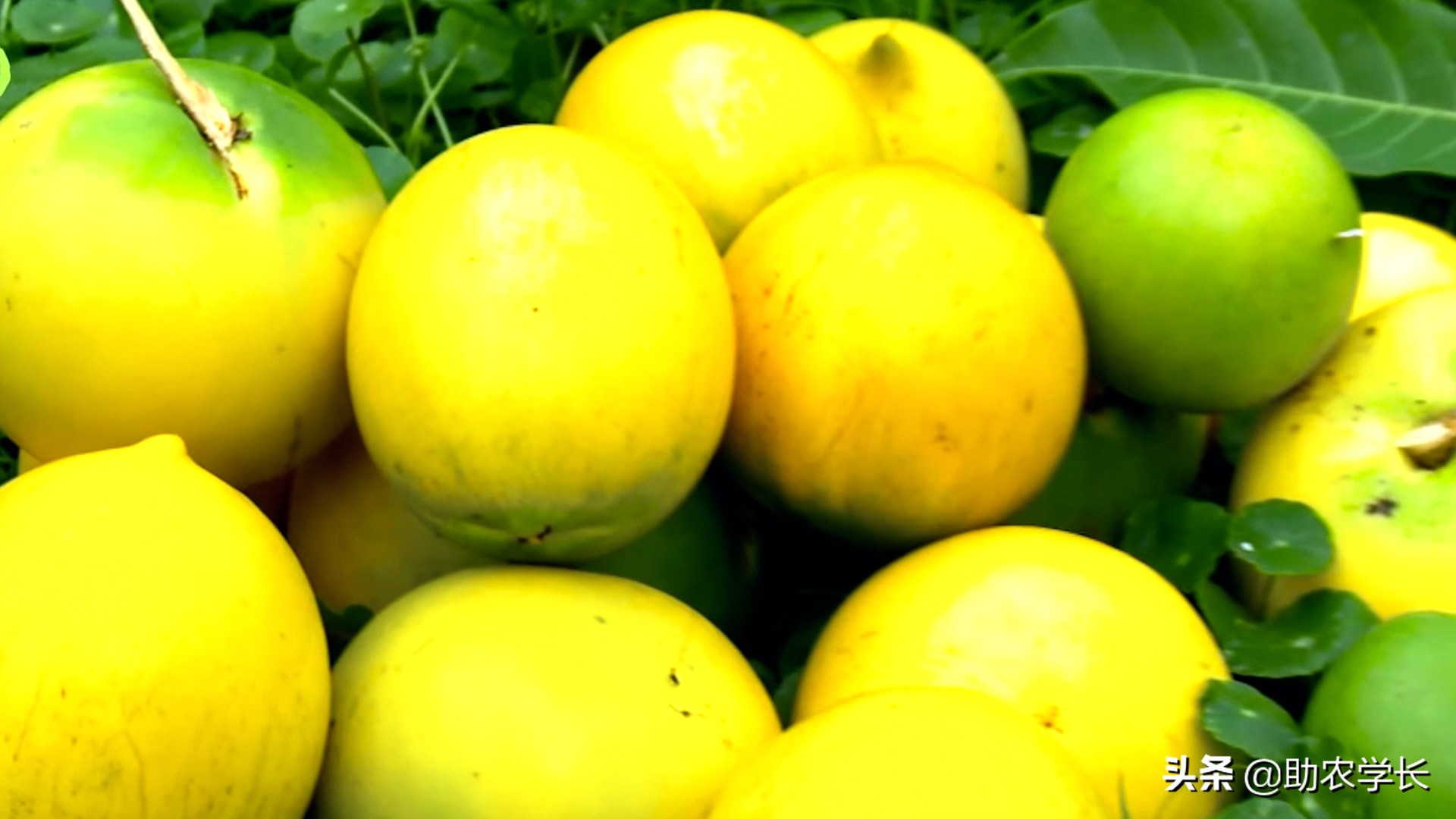 果冻果是什么,果冻果是什么东西