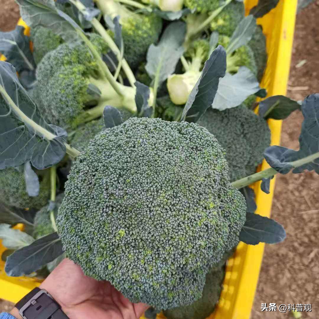 日本垄断中国市场百分之多少,日本垄断的西兰花