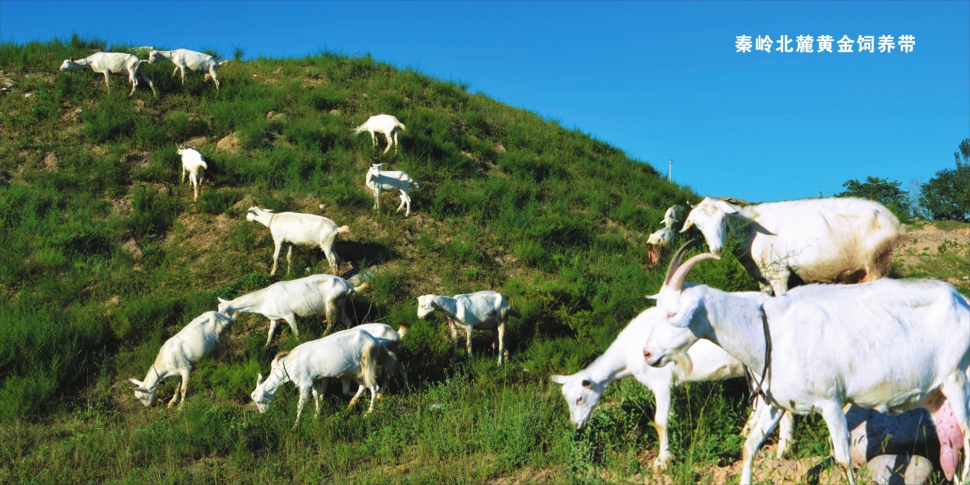 康智健营养配方羊奶粉,国产婴幼儿配方羊奶粉什么牌子好
