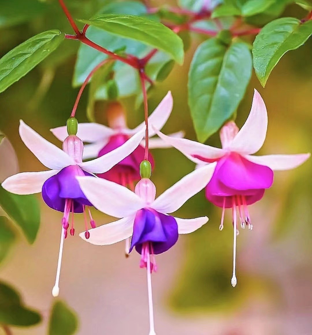 彩云悬挂天穹，鲜花似灯笼，浅析倒挂*钟金**培植和病虫害防治