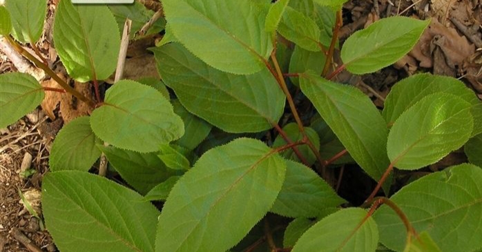 秦岭野生猕猴桃花,秦岭野生猕猴桃什么时候上市