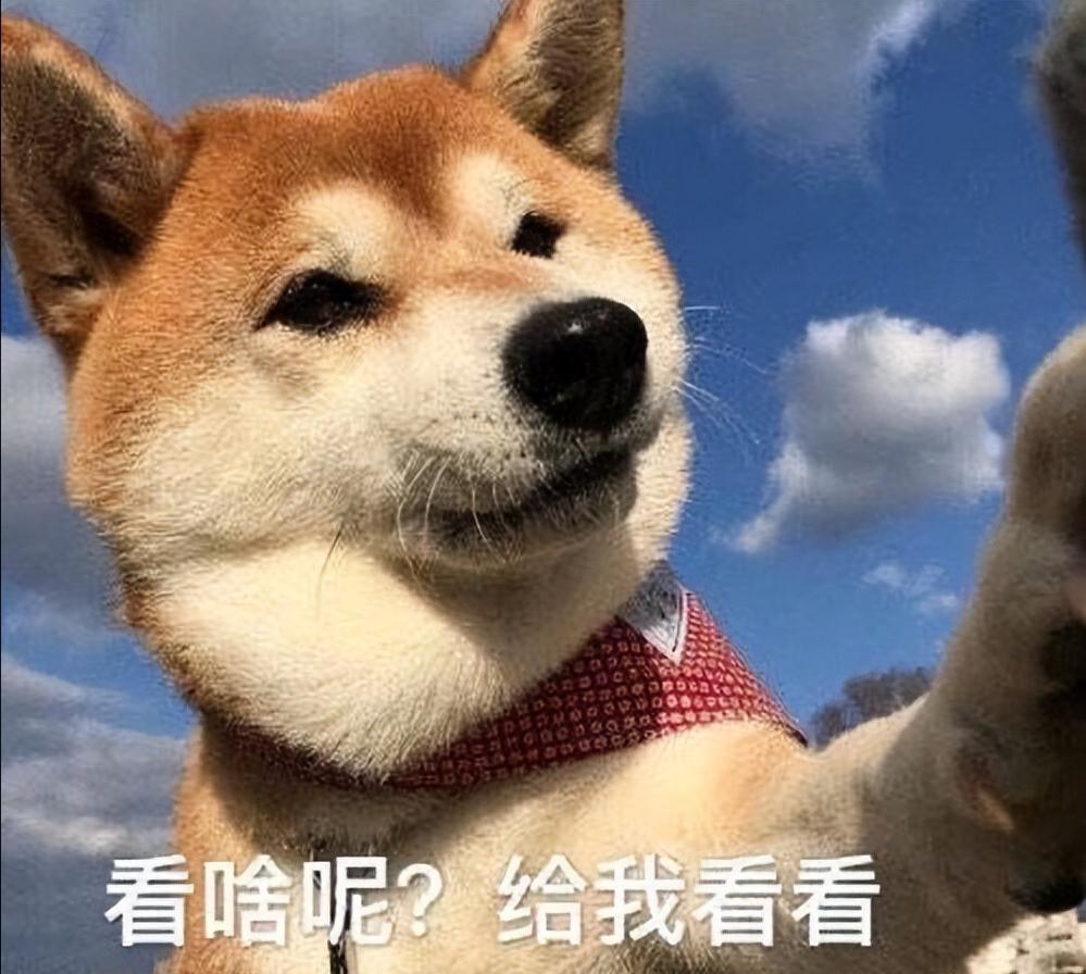 狗狗老是舔排尿处出血,狗狗老是舔排尿处是不是有炎症了