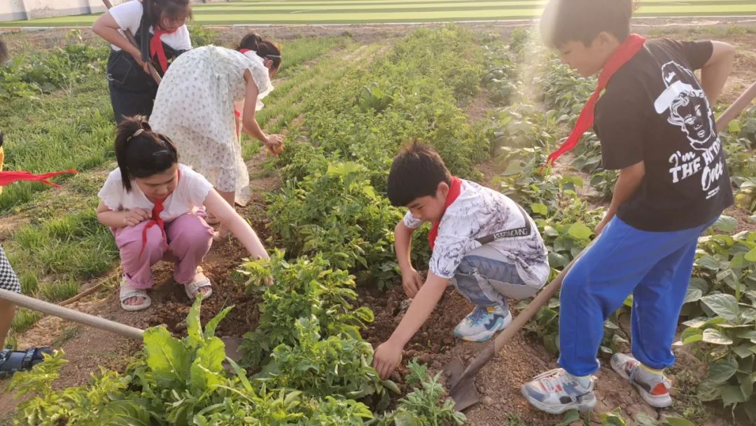 “土”露汗水“豆”耘童年——东风小学劳动教育实践活动之土豆丰收季