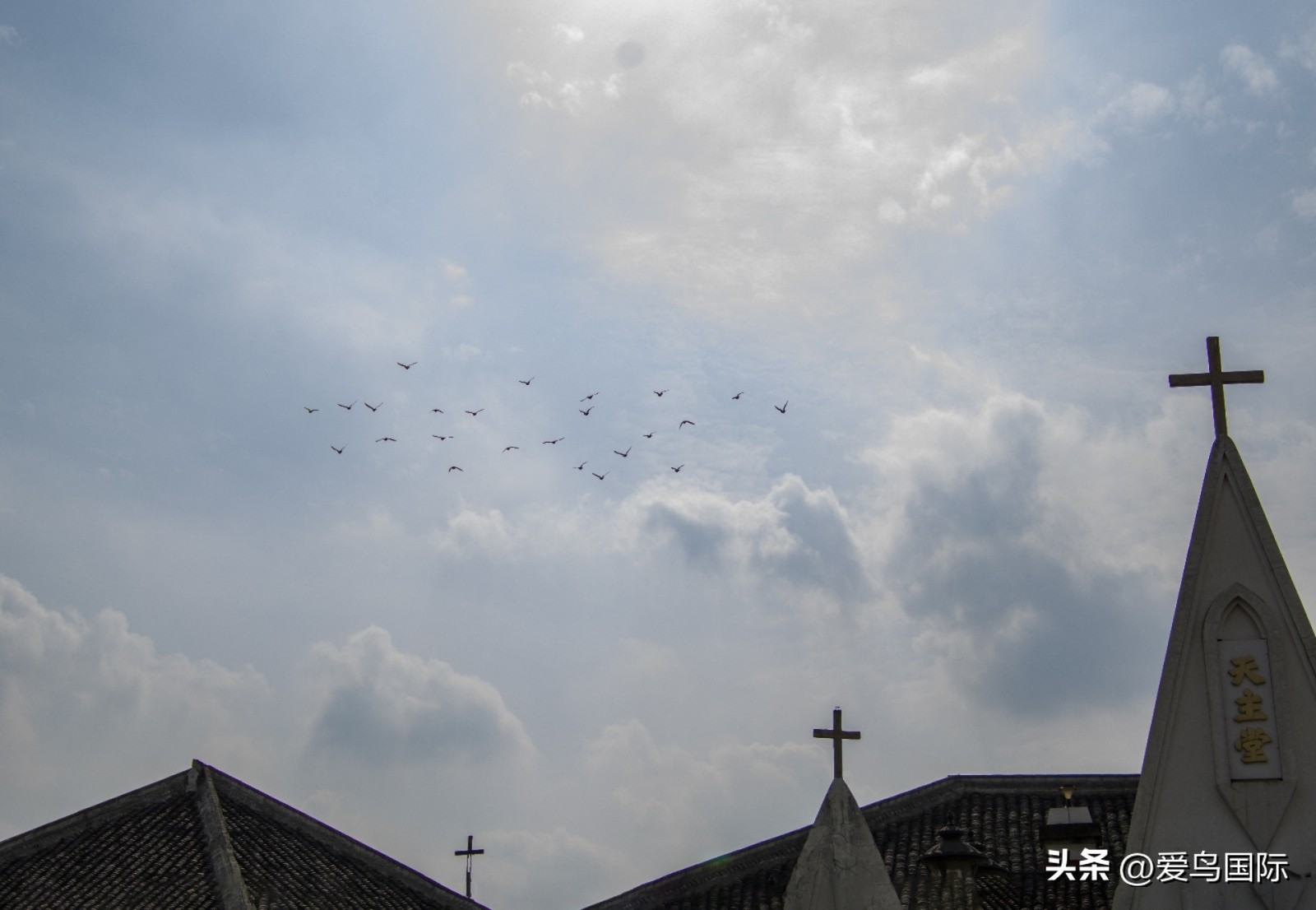 2024观鸟大年,观鸟大年介绍