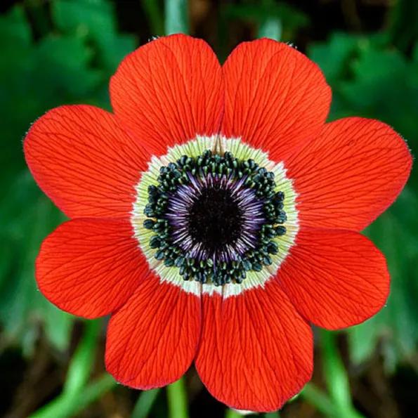 罕见漂亮的鲜花,全球最漂亮的鲜花