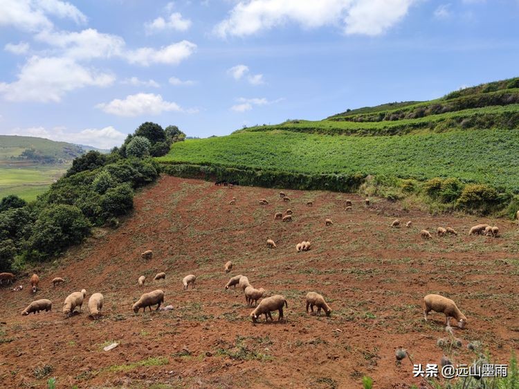 蓝天白云绿草间,蓝天白云草原绿草茵茵风景秀丽