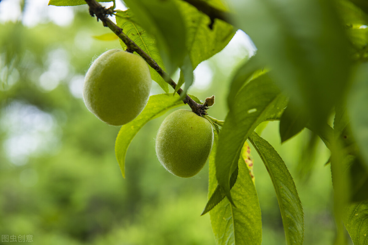 2020闰四月十九日子好吗,今日闰四月二十六有什么讲究