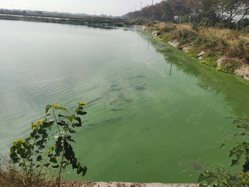 淡水养殖池塘水质调控技术明白纸