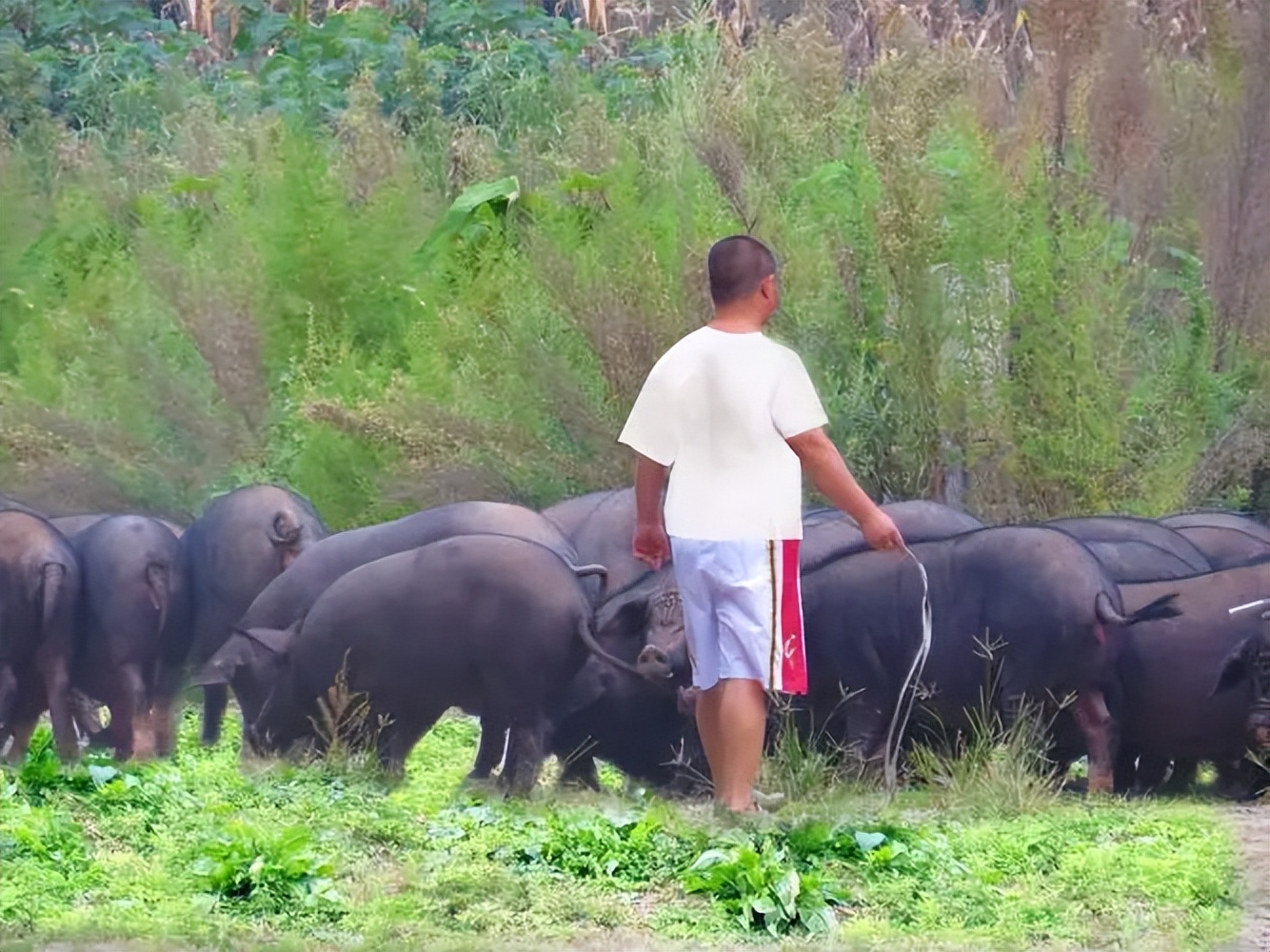 生态猪的养殖技术和方法,生态猪的养殖方法和销量