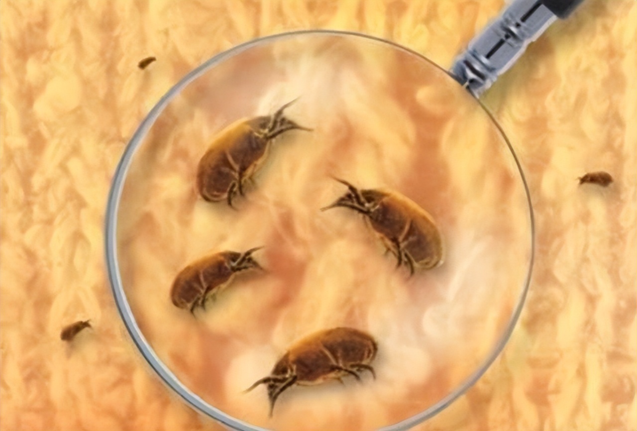 鼻子螨虫怎么去除简单方法是什么,鼻子一挤就出好多白色的螨虫