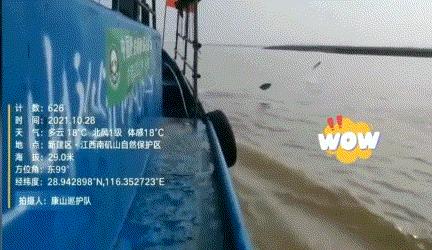 重庆“鱼坑”变鱼库,父子日捞1000斤赚12万!长江禁渔是救命草?