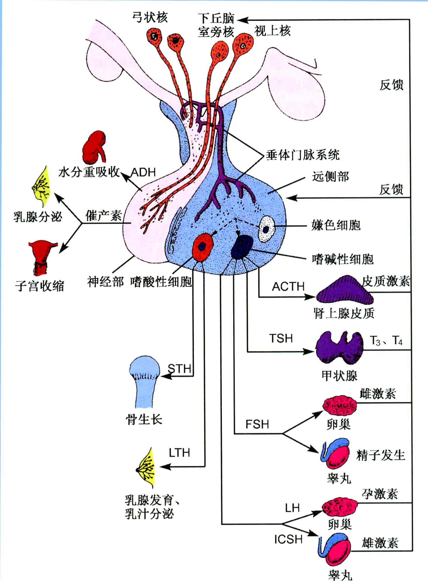 中医治疗多囊卵巢综合症效果好吗,舒氏针灸一般能治好多囊卵巢吗