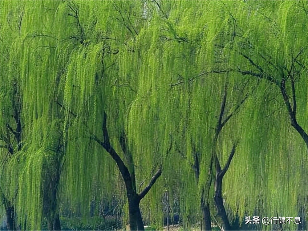 关于咏柳著名诗句及其赏析,咏柳经典诗词100首