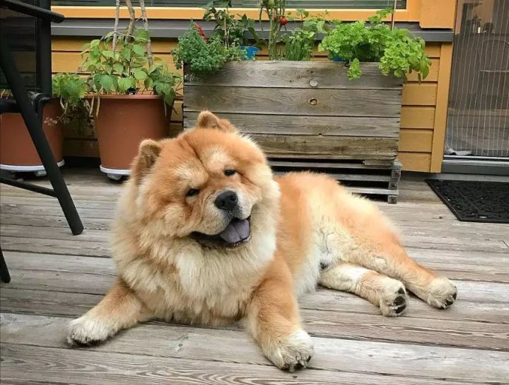 松狮犬没胃口？可能是这些原因导致的！