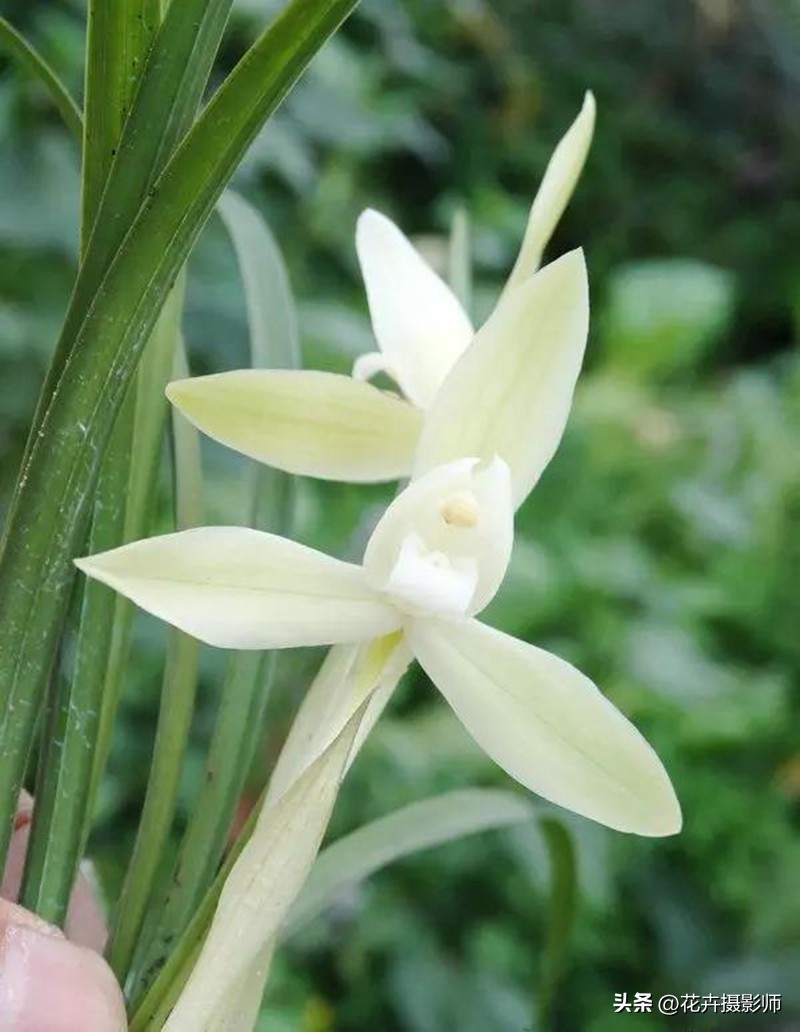 我国独有的“雪中花”，清新脱俗，开品端正，还不赶紧去捡漏