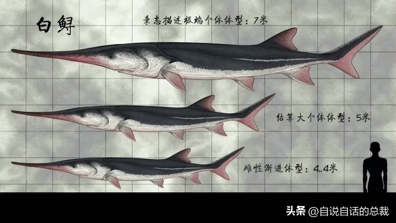 从2亿年不进化的王者，到比黄金还贵的食物，背后隐藏着商业秘密