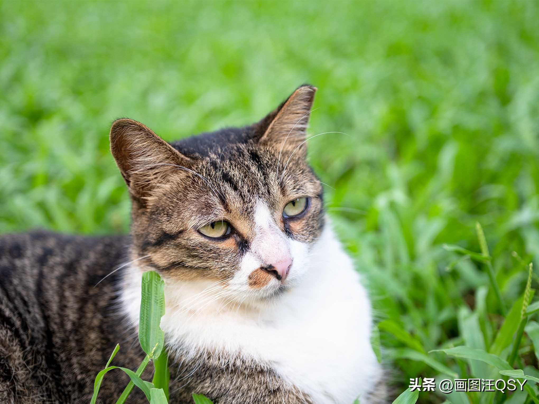 技术不够装备来凑，索尼ZV-E1真定位新手？Vlog初学者心得分享