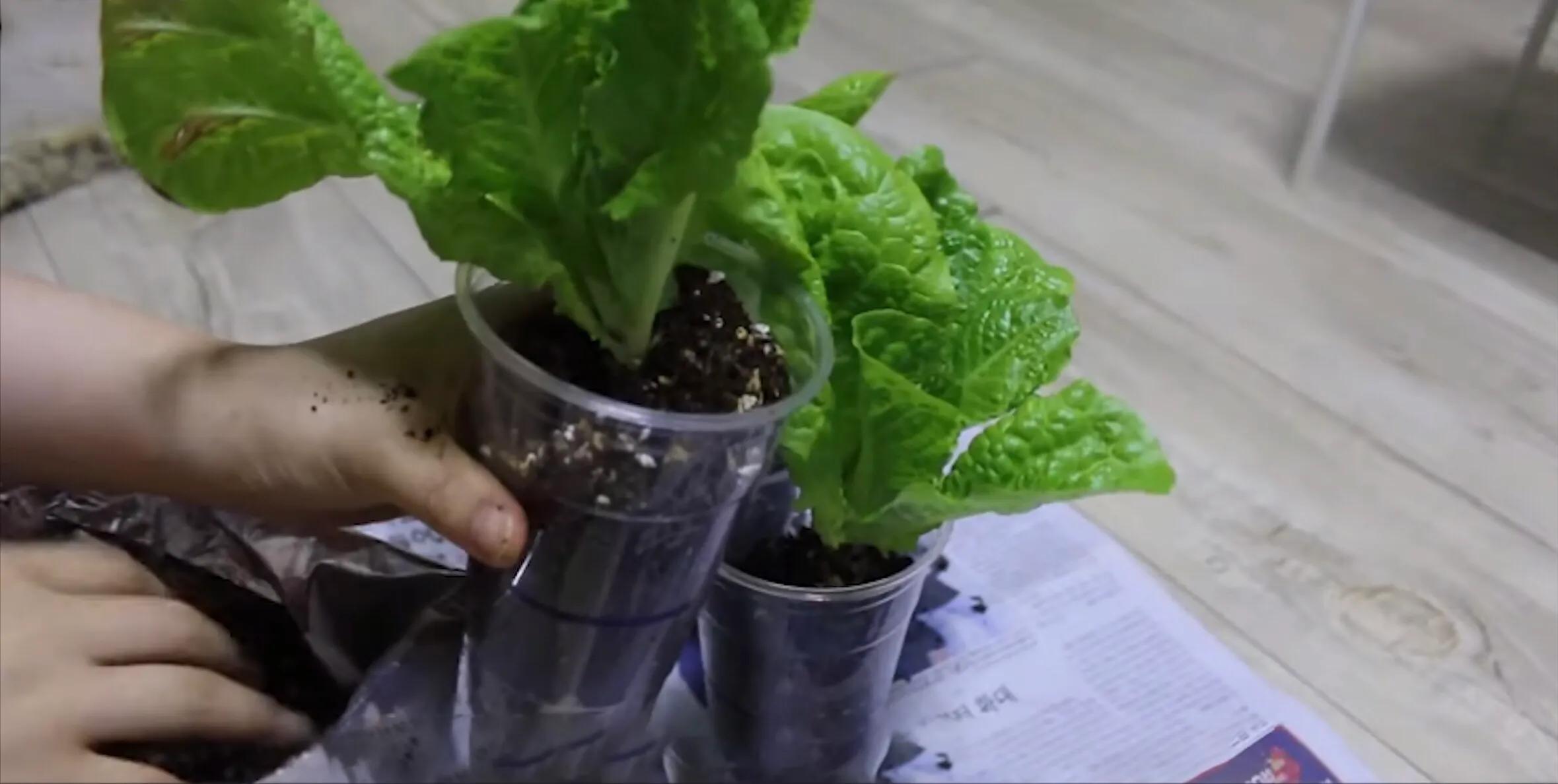 韩国最省钱女孩视频,韩国女孩省钱52万