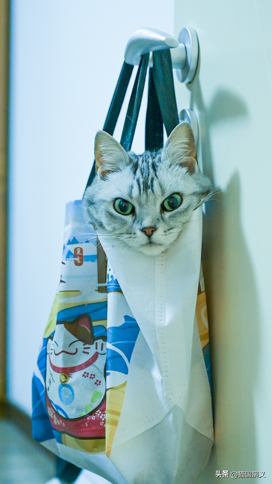 怎么让猫咪熟悉自己的猫窝 (猫咪适合什么样的猫窝)