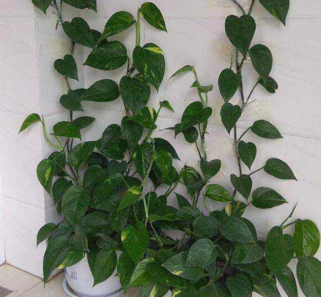 绿萝怎么养才能更旺盛不用肥料养,绿萝的浇水方法和注意事项图片