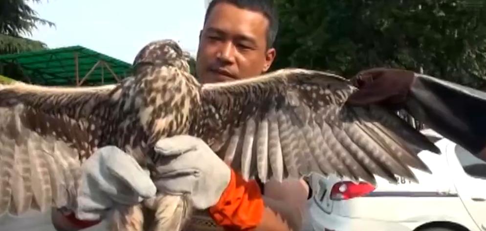 河南男子捡到只怪鸟，想要放生，专家看完后：价值600万