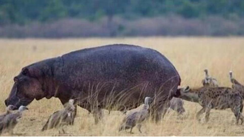 河马最怕什么凶猛的食肉动物,大型尼罗鳄与河马共存