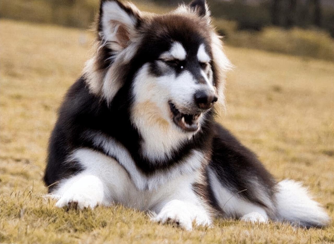 大型犬真的让人很有安全感,建议女生养的大型犬有安全感