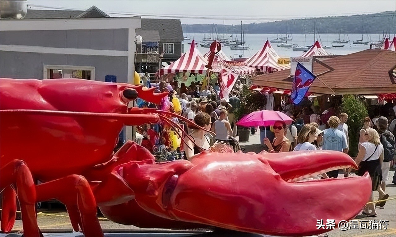缅因库恩猫银虎斑,缅因猫浅银虎斑