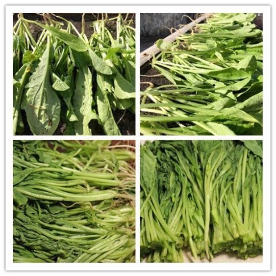 腌制酸菜要放多少盐合适,怎样腌酸菜保存得久又好吃